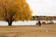 strolling through fall ii