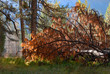 fallen pine tree in forest