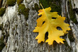 golden leaf resting on weathered tree stump