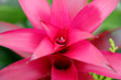 guzmania