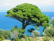 ein baum ein baum