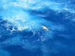 flying bird flying bird