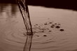 eau