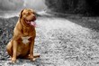 chien couleur sur fond n&b