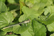 libellule