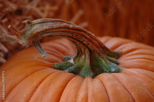 Photo: curly stem pumpkin curly stem pumpkin