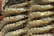 crevettes crues