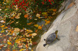one courage turtle
