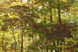 fall trees on the appalachian trail