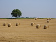 bottes de paille et arbre