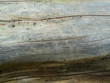 tree bark and insects