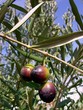 olives of the south