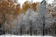 winter scene