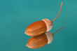 acorn