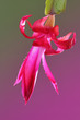 christmas cactus