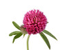 clover flower