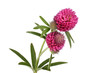 clover flowers