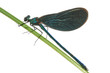 green dragonfly