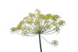dill