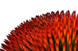 echinacea (close-up)