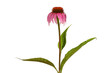echinacea