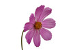 lilac flower