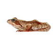 goggle-eyed frog