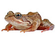big frog