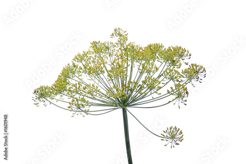dill