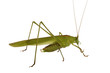 green grasshopper
