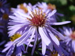 aster mauve