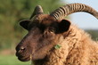 mouton