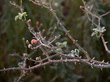 frost- coated hawthorn berry stem (crataegus)