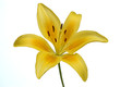 yellow lily yellow lily