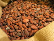 Foto: fèves de cacao & sac de jute fèves de cacao & sac de jute