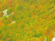 autumn forest colours