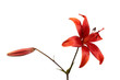 red lily