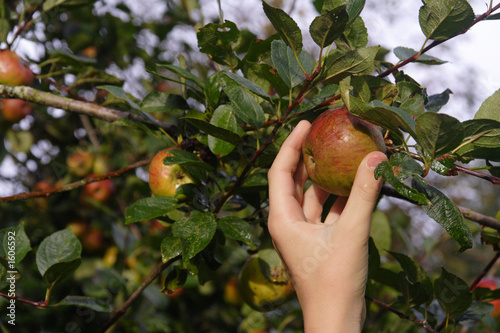 Foto: cueillir une pomme cueillir une pomme