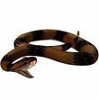 death adder-schlange