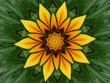 Foto: gazanien-kaleidoskop gazanien-kaleidoskop