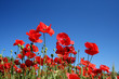 poppy flowers
