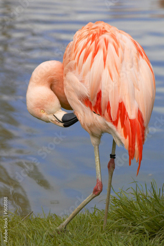 pink flamingo pink flamingo