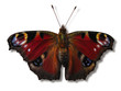 european peacock