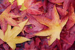 autumn leaves