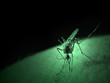 mosquito