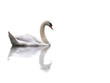 swan