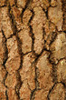 bark