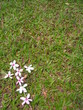 single flower cross on green grass - space for cop