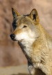she-wolf