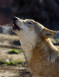 wolf song